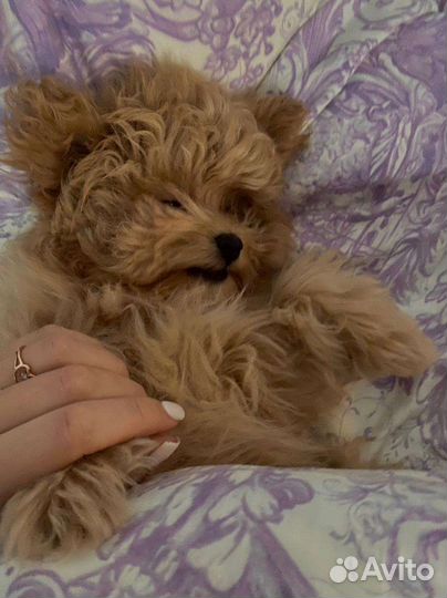 Мальтипу ф1 Роскошная девочка карамель