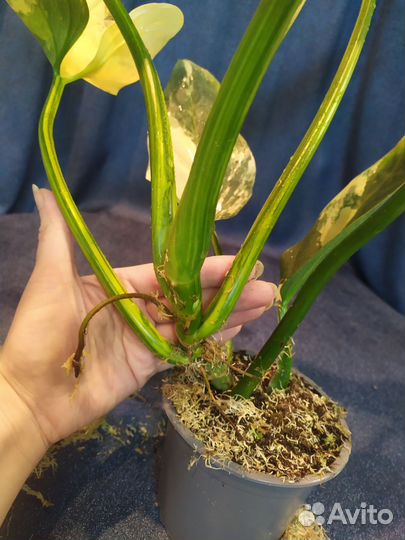 Филодендрон Silver Sword