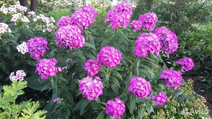 Многолетние садовые растения