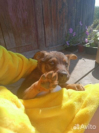 Собаки бесплатно в добрые руки щенки