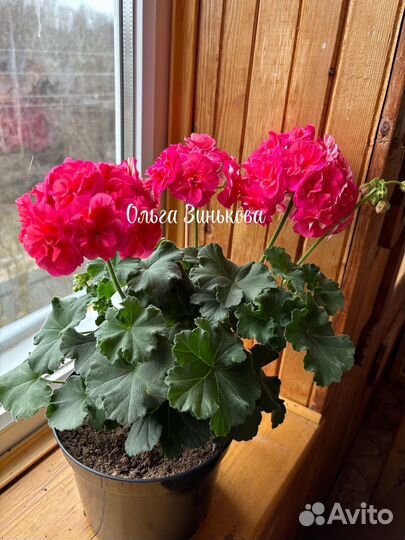 Сортоваые пеларгонии
