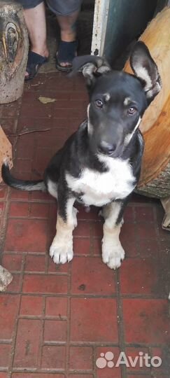 Собака в добрые руки