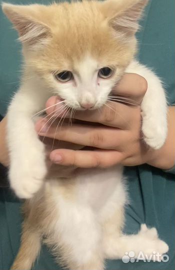 Котята в добрые руки мальчики