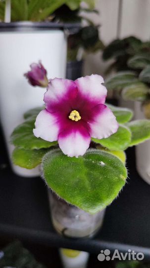 Детки сортовых фиалок