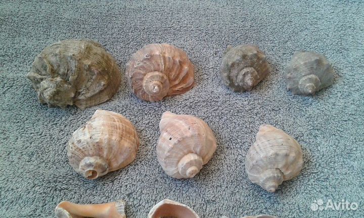 Раковины ракушки в аквариум