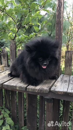 Померанский шпиц