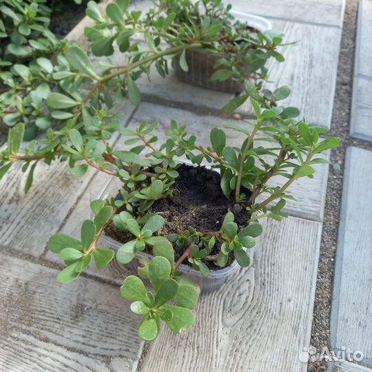 Растение почвопокрывное