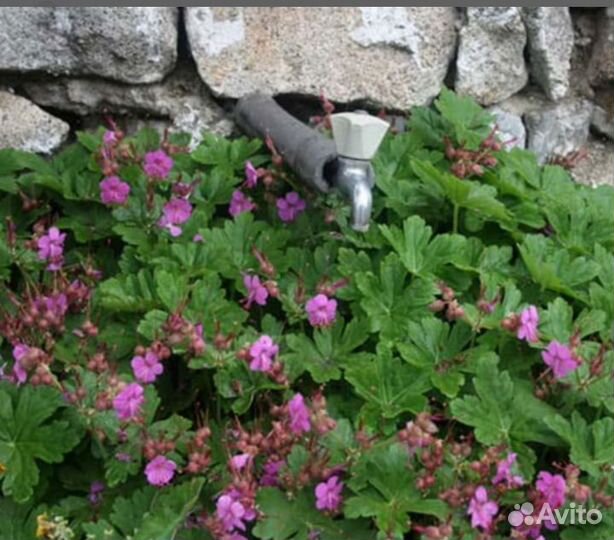 Герань садовая уличная(вечно зелёная)