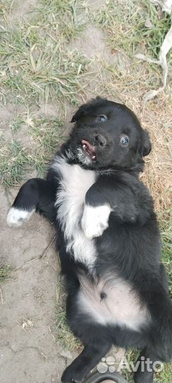 Помесь лабрадора