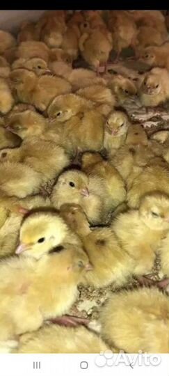 Техасский перепел