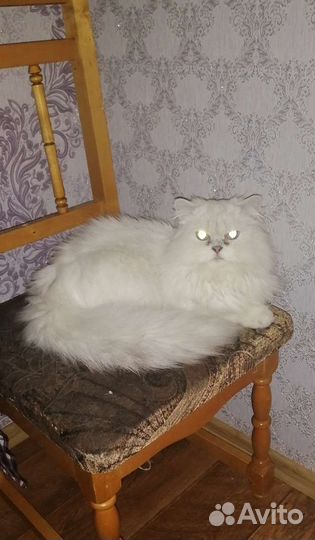 Кот британец в добрые руки