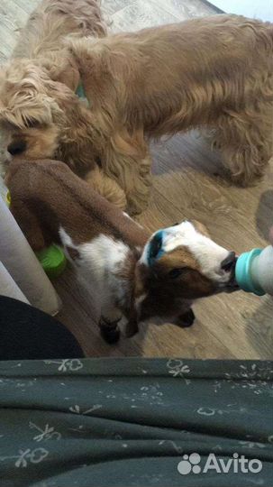 Обезроживание и кастрация