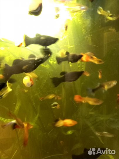 Аквариумные рыбки
