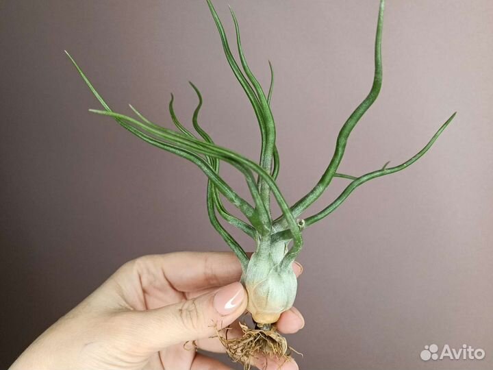 Тилландсия атмосферная