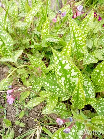 Саженцы лимонника, папоротника, ирисы, медуница