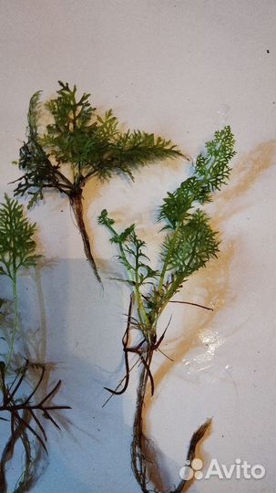 Индийский папоротник