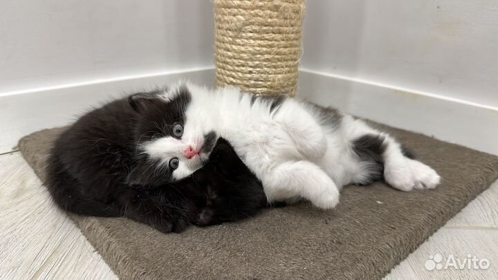 Отдам в добрые руки