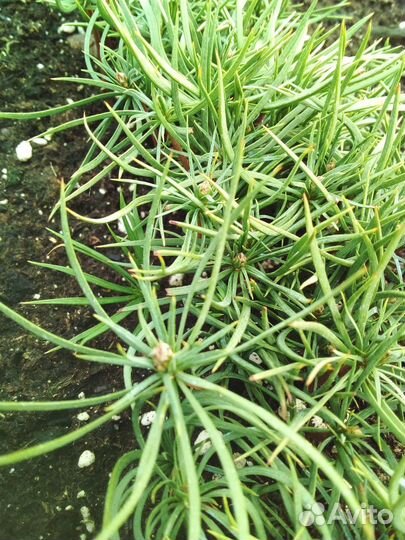 Сосна сибирская кедровая и Корейская кедровая