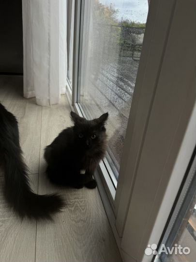 Отдам котенка в добрые руки