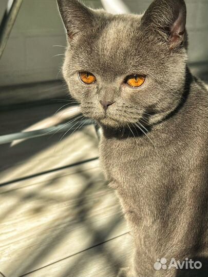 Британская кошка