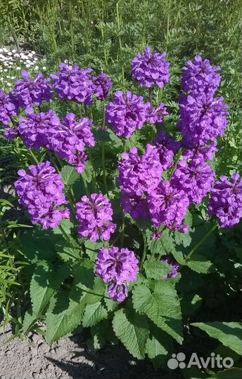 Растения цветы для сада