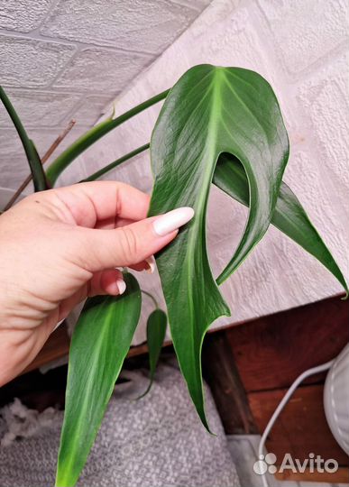 Монстера Бурле маркс флейм