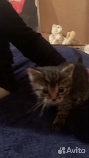 Отдам в добрые руки