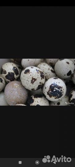 Яйца перепелиные