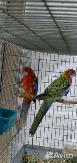 Попугай розелла