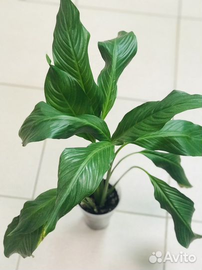 Спатифиллум