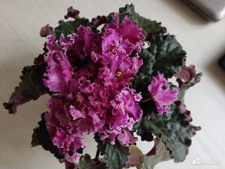 Сортовые фиалки цветущие