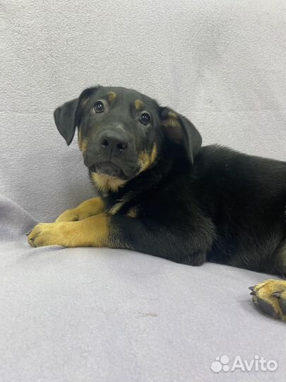 Щенок Дин в дар. Незамечаемый