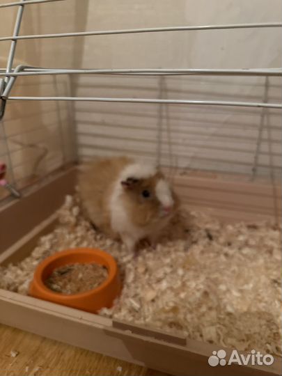 Морская свинка