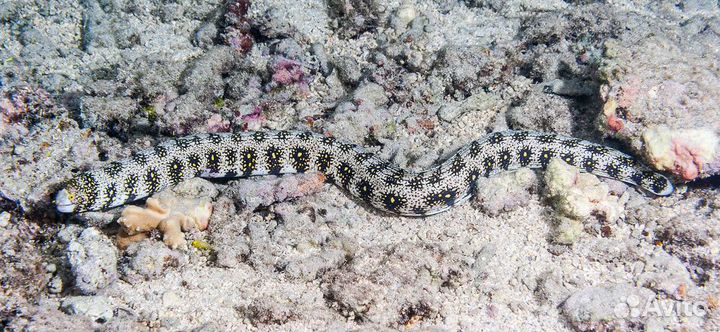 Мурена звездчатая, Echidna nebulosa