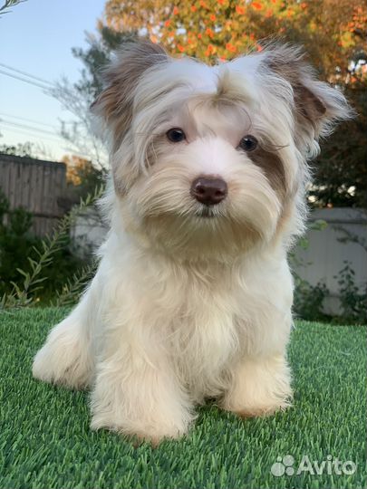 Йоркширский терьер бивер цветной йорк