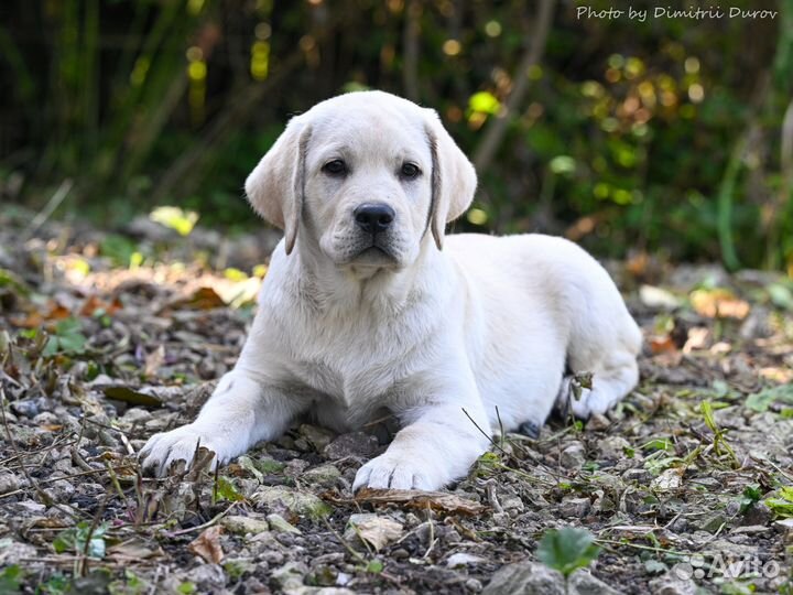Щенки лабрадора