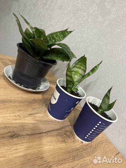 Сансевиерия ханни-щучий хвост-тещин язык