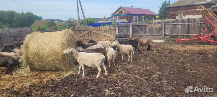 Овцы бараны