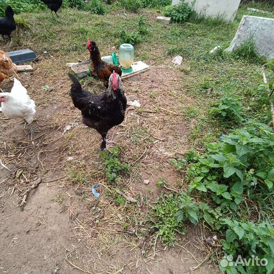 Куры петухи моран