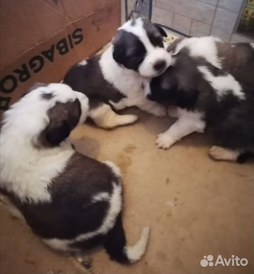 Продам щенков московской сторожевой г. Татарск