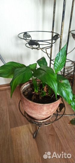 Продам цветы домашние