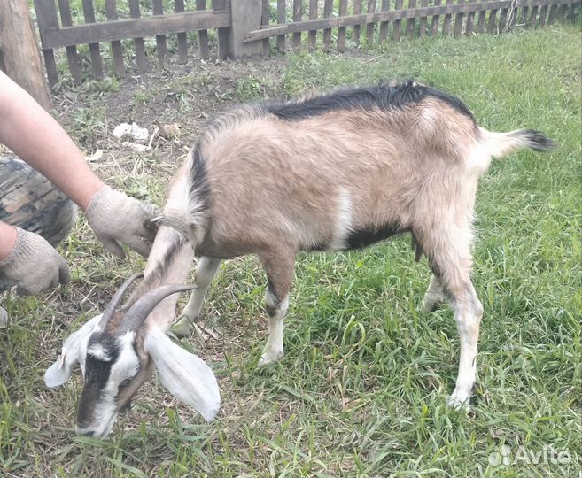 Продам козу