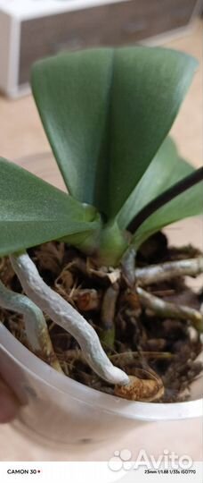 Орхидея фаленопсис