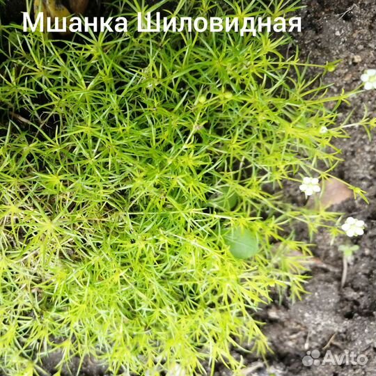 Почвопокровные, мшанка шилов, камнеломка, очитки