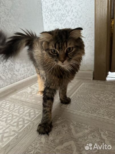 Отдам в добрые руки