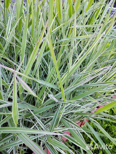 Фалярис- декоративная трава