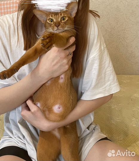 Кошечка в совладение