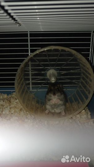 Джунгарский хомяк мальчик