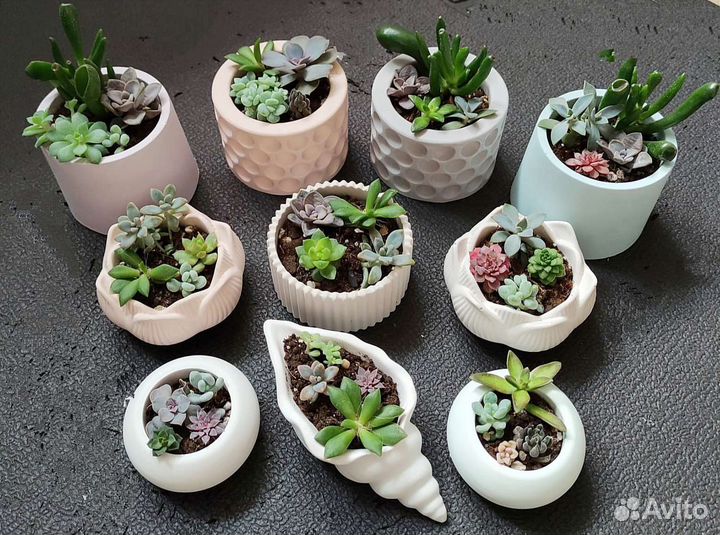 Суккуленты