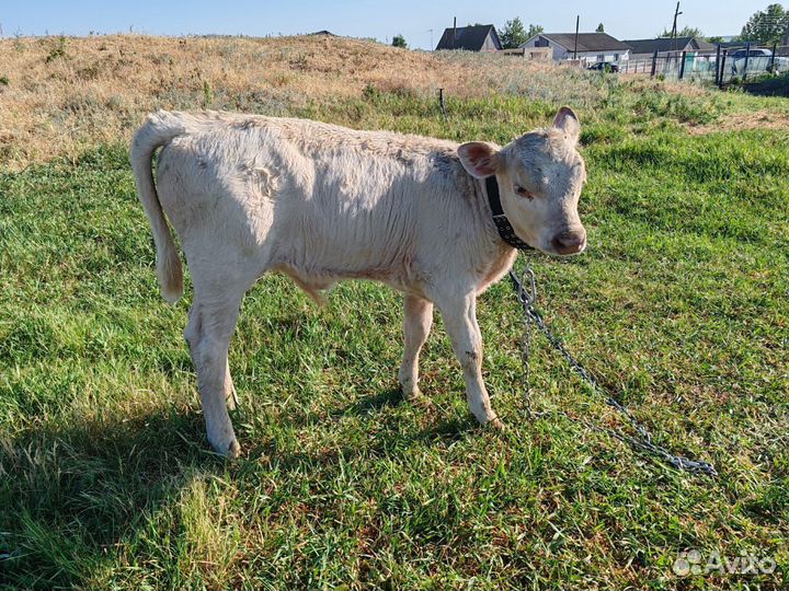 Корова дойная